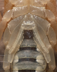 Smeringurus aridus