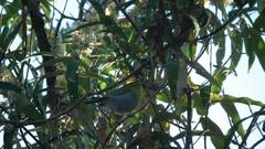 Phylloscopus ruficapilla voelckeri