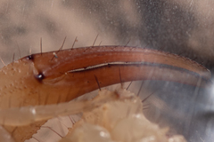 Smeringurus aridus