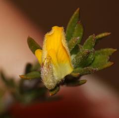 Aspalathus stenophylla