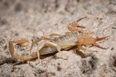 Smeringurus aridus