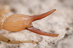Smeringurus aridus