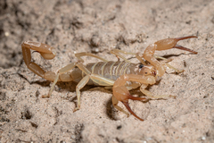 Smeringurus aridus