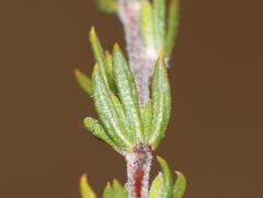 Aspalathus stenophylla