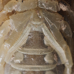 Smeringurus aridus
