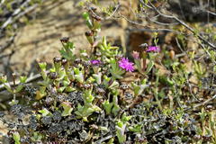 Smicrostigma viride
