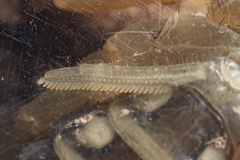 Smeringurus aridus