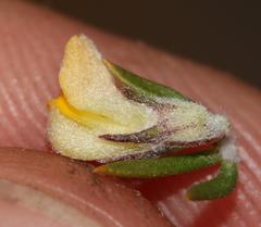 Aspalathus stenophylla