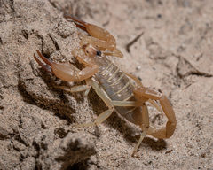 Smeringurus aridus