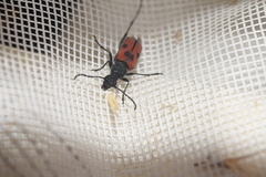 Anastrangalia laetifica