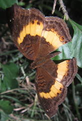 Junonia elgiva
