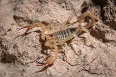 Smeringurus aridus