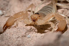 Smeringurus aridus