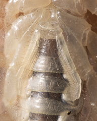 Smeringurus aridus