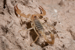 Smeringurus aridus