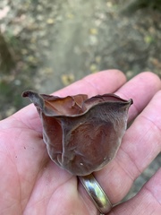 Auricularia