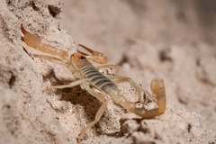 Smeringurus aridus