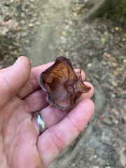 Auricularia