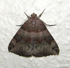 Dysgonia angularis