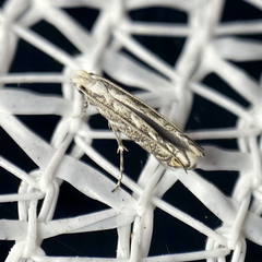 Epicephala trigonophora