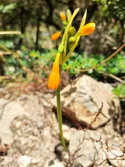 Stenomesson aurantiacum