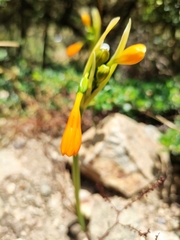 Stenomesson aurantiacum