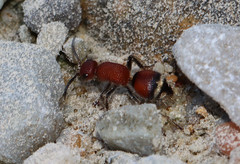 Timulla dubitatiformis