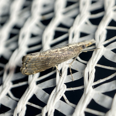 Glaucocharis molydocrossa