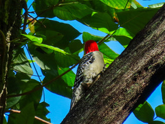 Melanerpes carolinus