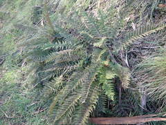 Polystichum proliferum
