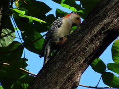 Melanerpes carolinus