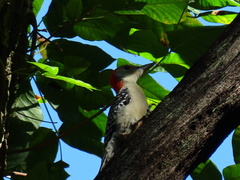 Melanerpes carolinus