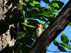 Melanerpes carolinus