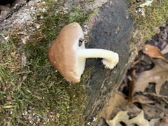 Pluteus cervinus