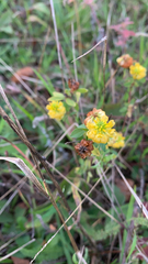 Trifolium aureum