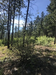 Amelanchier cusickii