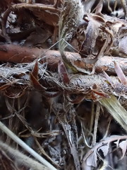 Polystichum proliferum