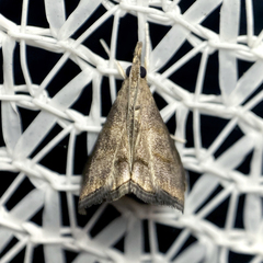 Hemiscopis suffusalis