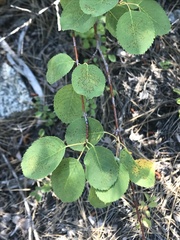 Amelanchier cusickii