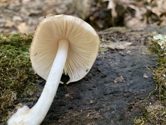 Pluteus cervinus