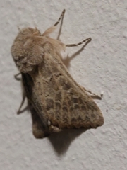 Episema lederi