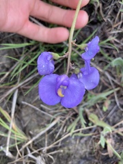 Swainsona procumbens