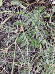 Swainsona procumbens