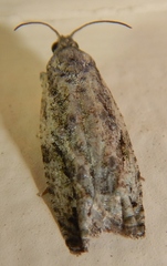 Proteoteras crescentana