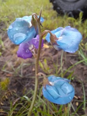 Swainsona procumbens