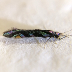 Nectopsyche splendida