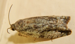 Proteoteras crescentana