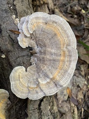 Trametes betulina