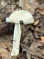 Amanita