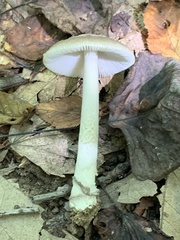 Amanita